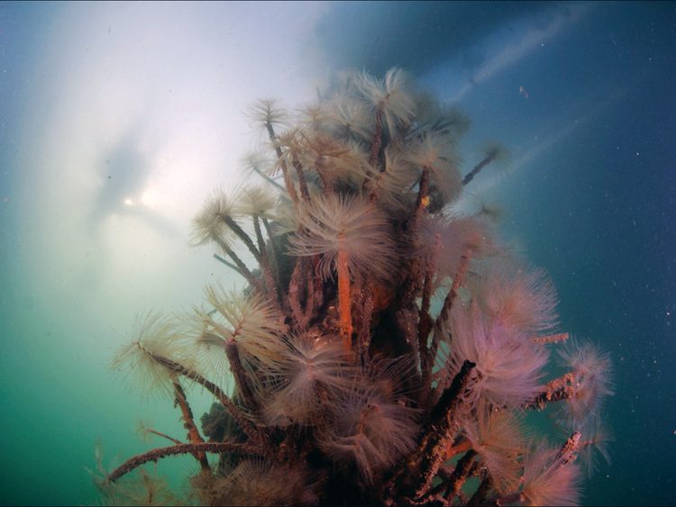 The impacts of an intensive marine pests infestation are easy to see. Photo/Crispin Middleton.
